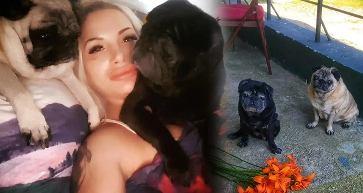 Aç kalan köpekler, sahiplerini yedi