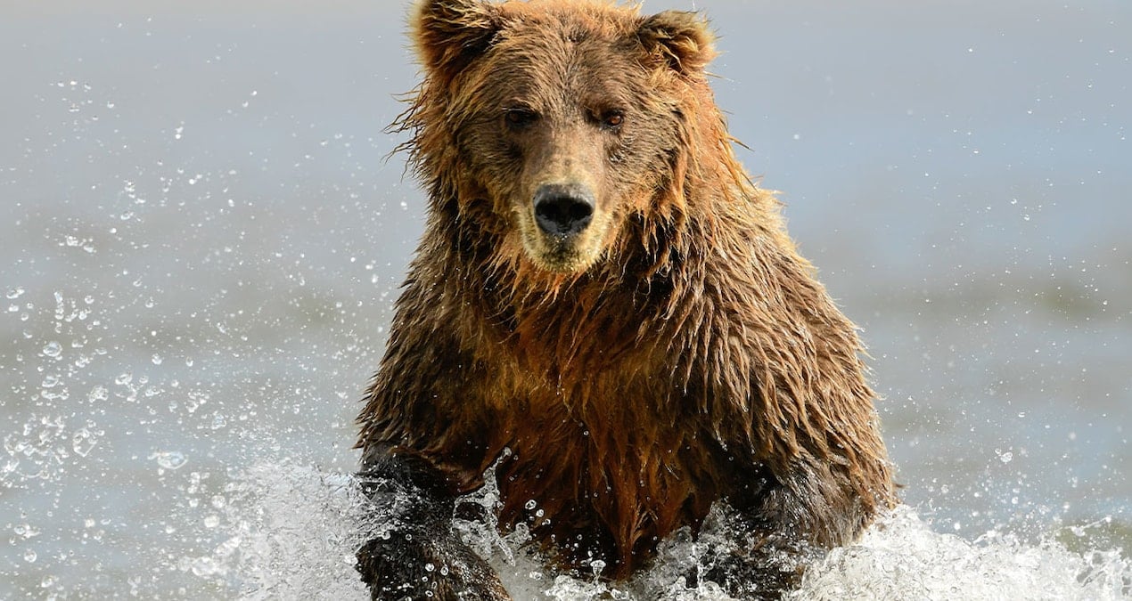 Ayıya yem olan çiftten korku dolu son mesaj
