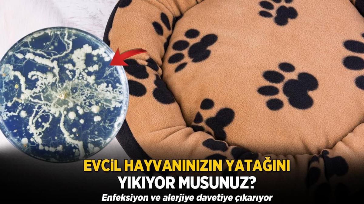 Köpek ya da kedi fark etmez! Komple yıkamak şartmış, 60 derece en iyisi