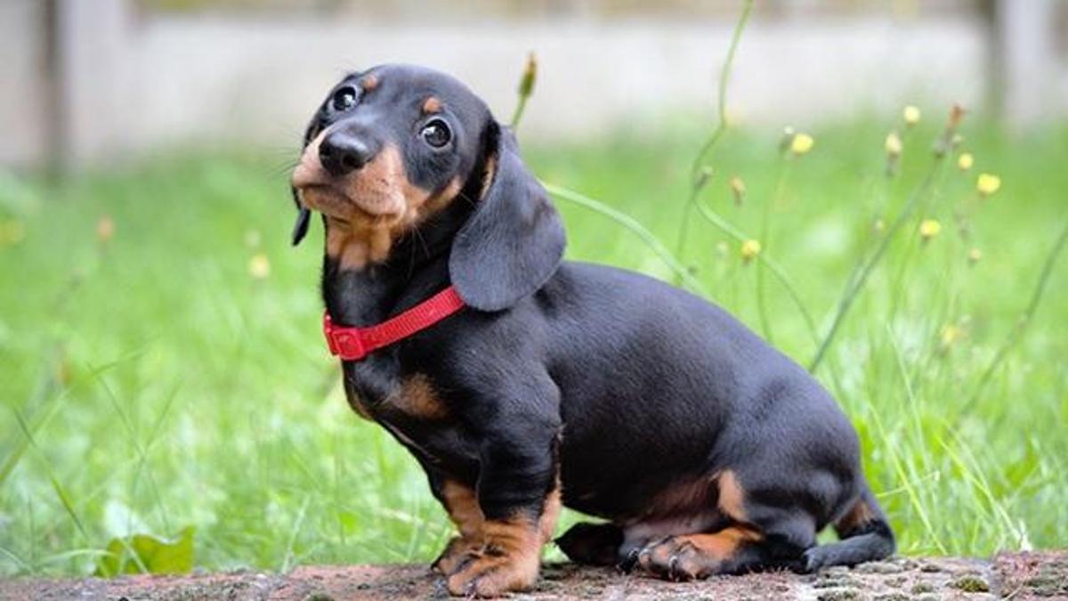 Sosis Köpeği Özellikleri Nelerdir? Dakhund Köpeği Bakımı Nasıl Yapılır?